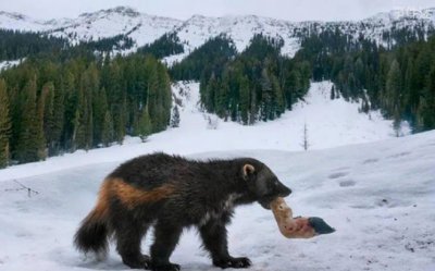 ​一种居住在陆地上的大型猫科动物 狼獾长一米(食肉动物)