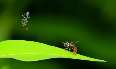 ​惊蛰的含义，惊蛰和芒种的含义？