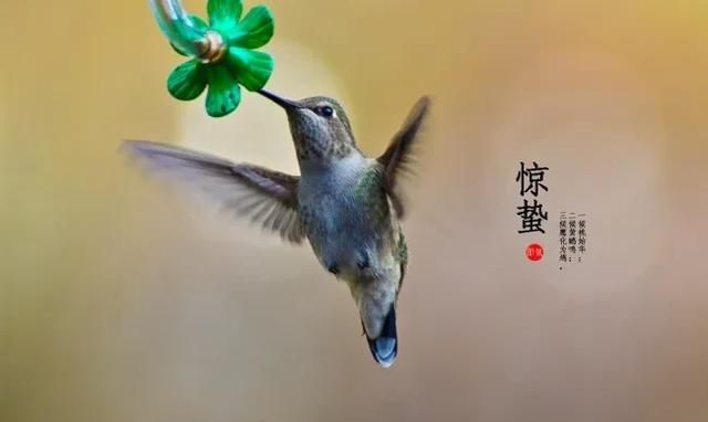 惊蛰意思和含义