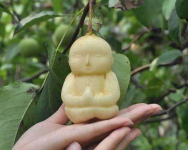 ​人参果可以加热吃,人参果有哪些营养价值