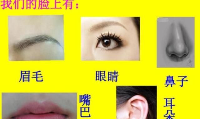 五官是指哪些，五官是指哪五官？｛画画中的｝？图3