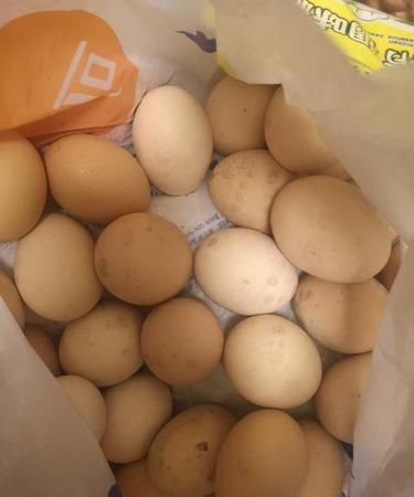 鸡蛋壳上长了一些黑色的点点是什么