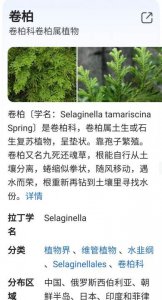 ​卷柏是什么植物,卷柏是什么植物类群