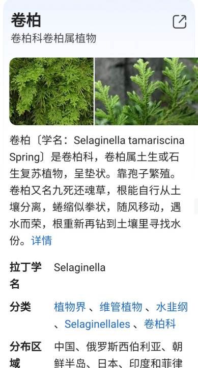 卷柏是什么植物,卷柏是什么植物类群图1