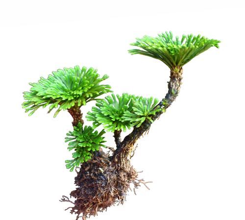 卷柏是什么植物