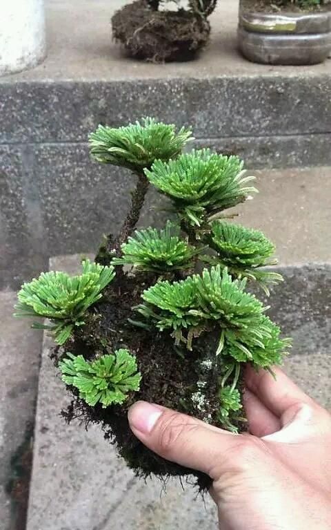 卷柏属于什么类植物