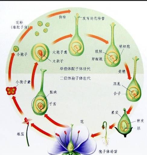 裸子植物与被子植物的区别