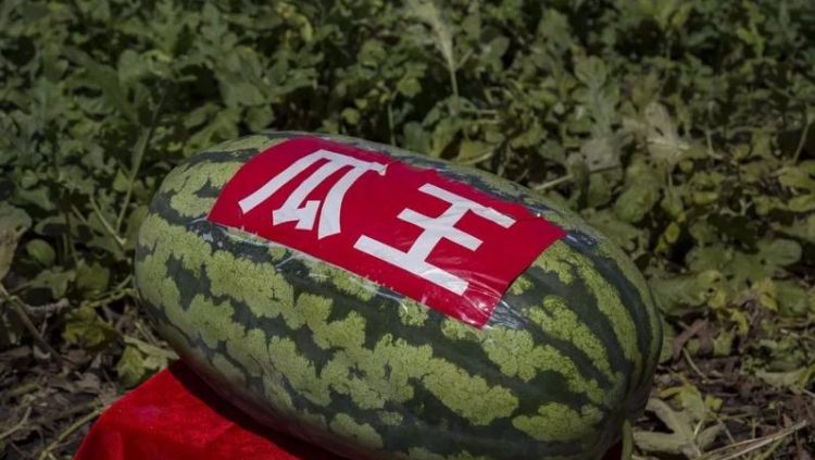 一个男生对一个女生说瓜娃子什么意思