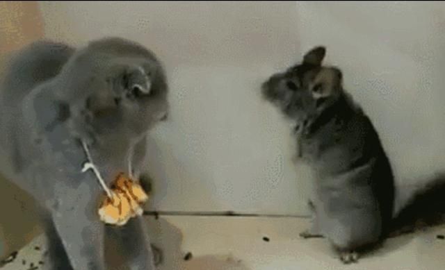 龙猫是猫吗，龙猫是猫类吗？图3