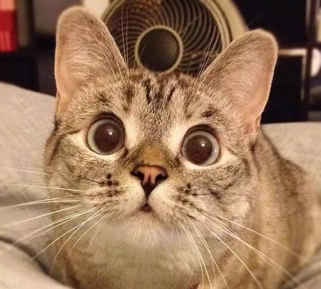 龙猫是猫吗，龙猫是猫类吗？图5