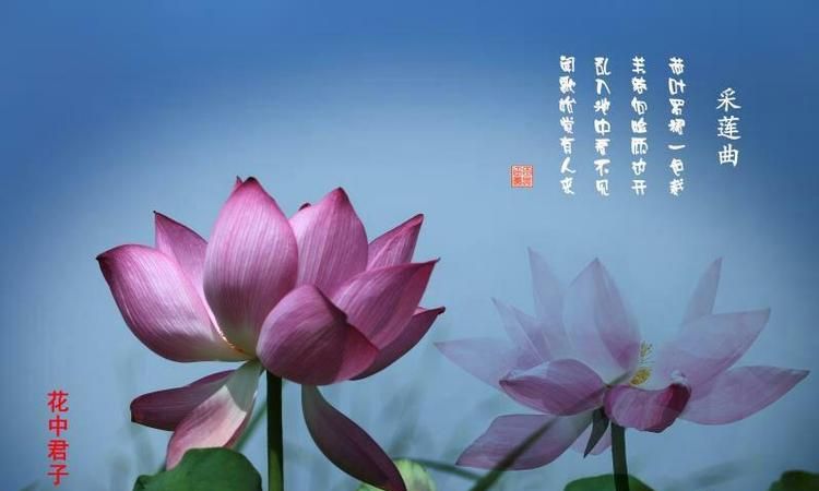 花中君子下一句是什么三年级