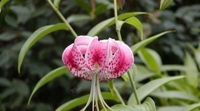 花中君子下一句是什么，三年级花中四君子下一句是什么？图4