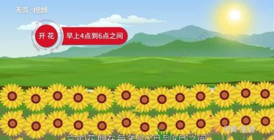 ​向日葵开花时间是几点左右，向日葵能确定一天的时间是几点？
