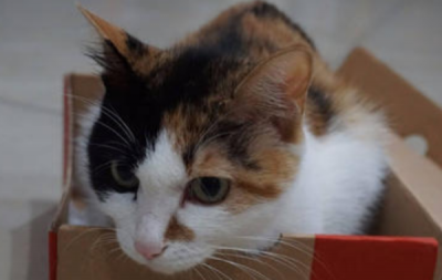 ​快递可以寄猫,快递可以寄猫吗