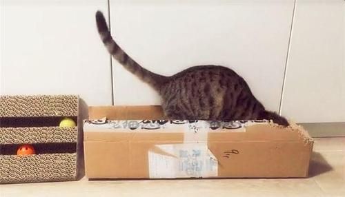 快递可以寄猫咪吗