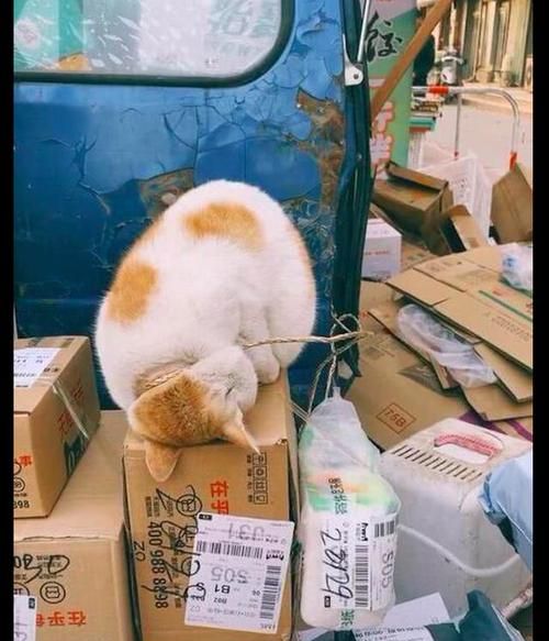 快递可以寄猫猫吗