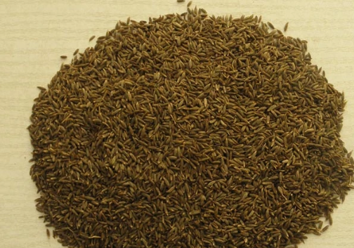 小茴香和孜然的区别,小茴香籽和孜然的区别图2
