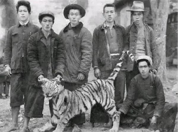 历史上白老虎屯战斗（50年代湖南百虎围村）(5)