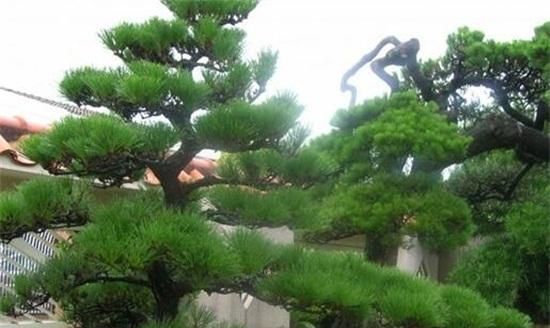 松树的品质和精神