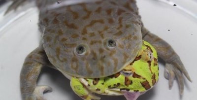 ​蛙的种类，青蛙的种类？