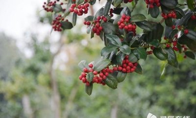 ​无刺枸骨果实能吃吗，枸骨果子新鲜的能吃吗？