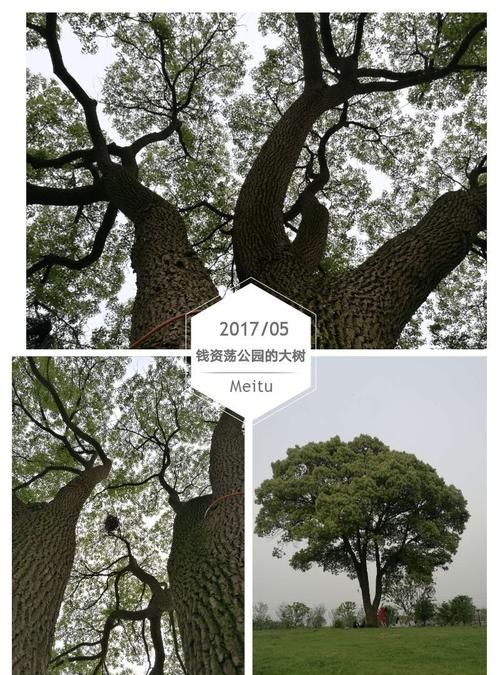 茂盛是什么意思