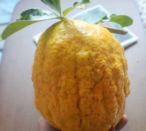 香橼是什么东西用图片弄出来