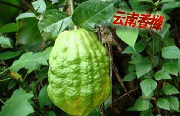 香橼是什么水果,香橼有什么功效图3