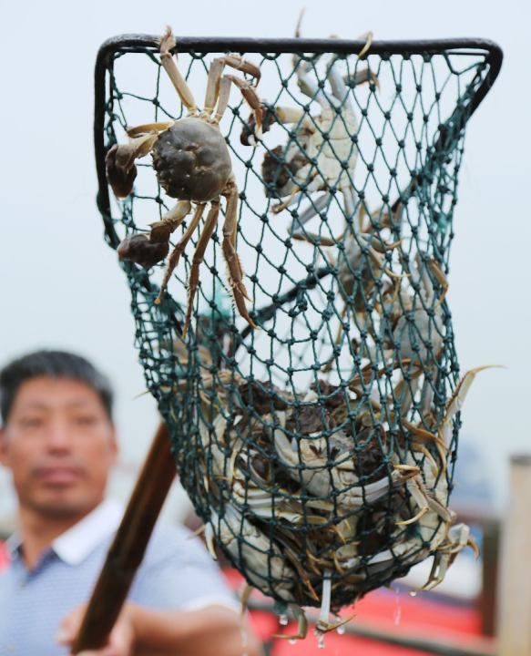 河蟹怎么保存不会死,活的河蟹怎么保存方法图2