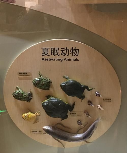 会夏眠的动物有哪些?