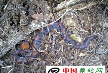 夏眠的动物有哪些