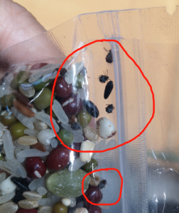 ​米里生黑虫子还能吃吗，米生了小黑虫还能吃吗？