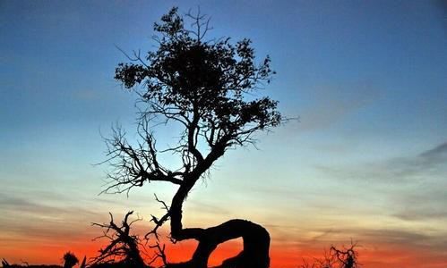 南柯一梦的南柯,南柯一梦的南柯指的什么意思图4