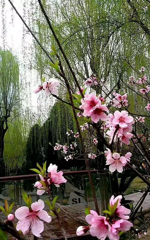 背过手，请问各位家长，背书总是不合格，可不可以打手板？图6