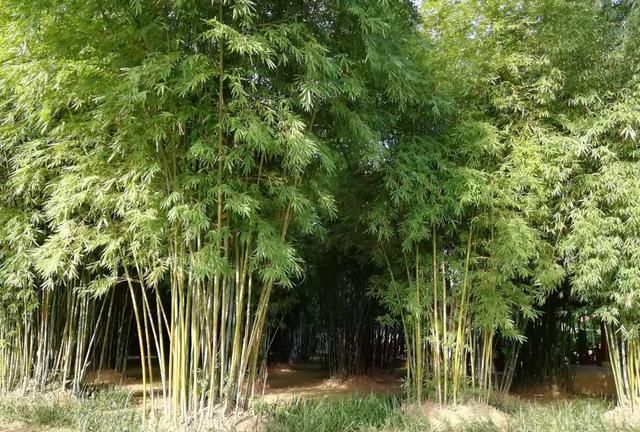 沧桑是什么意思，沧桑是什么意思？图5