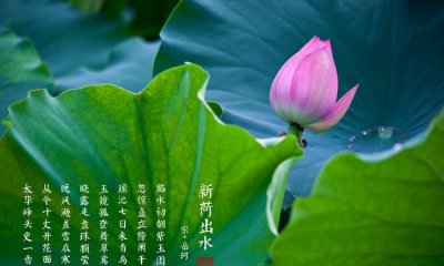 ​出淤泥而不染濯清涟而不妖意思,出淤泥而不染,濯清涟而不妖意思