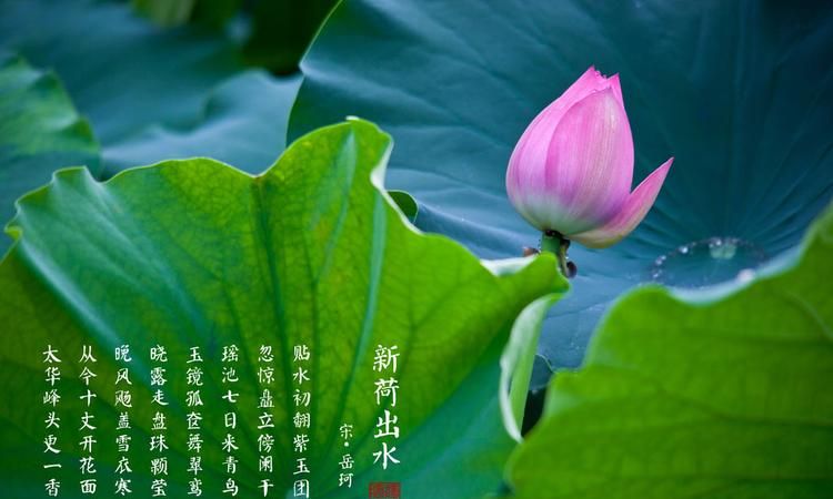 出淤泥而不染,濯清涟而不妖意思