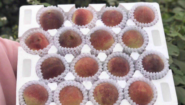 寄桃子要怎么打包不会坏,出国想在行李箱里带着桃子怎么办图5
