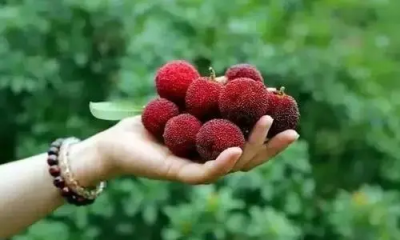 ​杨梅怎么清洗,买回来的杨梅为了食用更安全是真的吗