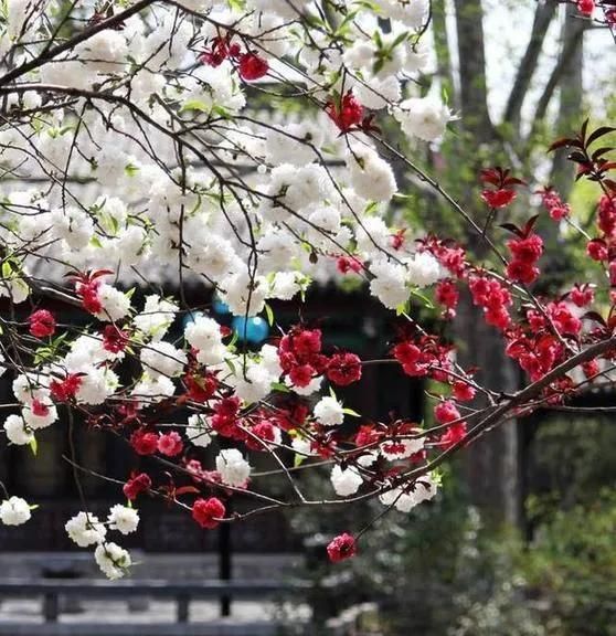 一树梨花压海棠是什么意思，苏东坡的“一树梨花压海棠”是什么意思？如何赏析？图3