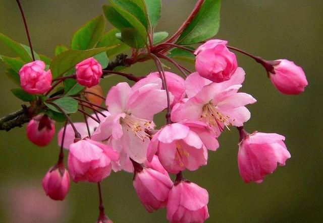 一树梨花压海棠是什么意思，苏东坡的“一树梨花压海棠”是什么意思？如何赏析？图6