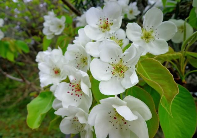 一树梨花压海棠是什么意思，苏东坡的“一树梨花压海棠”是什么意思？如何赏析？图7