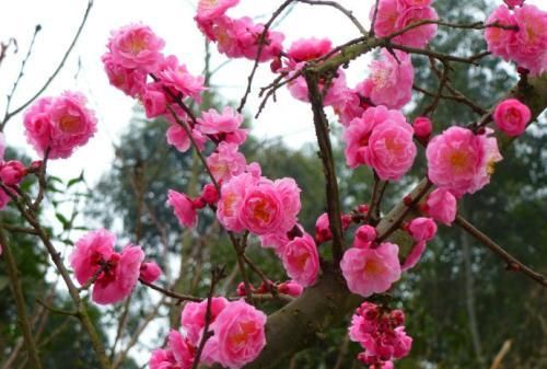一树梨花压海棠是什么意思