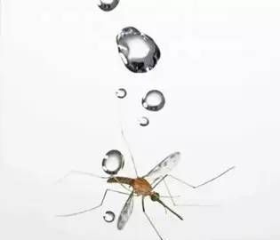 下雨天蚊子去哪里了,下雨天有蚊子吗