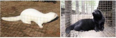​米黄是原色貂吗，米黄色本色的貂皮时间长会变色吗？