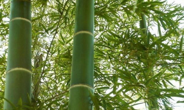 竹子的寓意和精神象征什么人