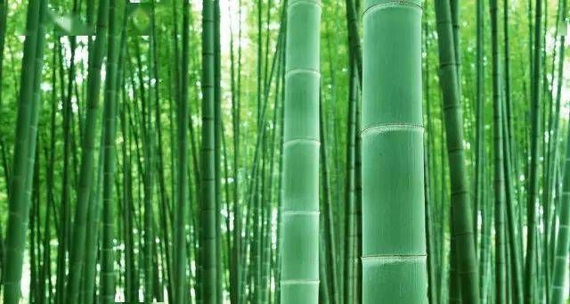 竹子象征着什么精神