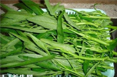 ​吃空心菜有什么好处,经常的吃空心菜有什么好处
