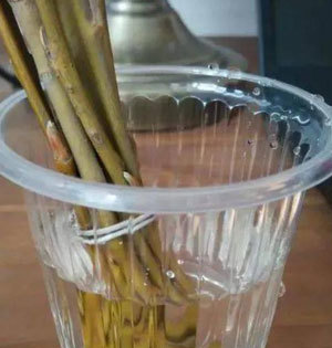 柳树枝水泡樱桃树枝多少时间就可以发芽
