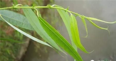 柳枝水要泡多久才可以浇花